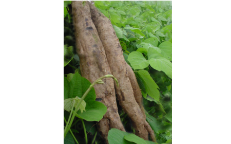 吃了這么多年的野生葛根粉，你吃對(duì)了嗎？