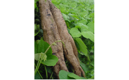 正宗的野生葛根粉，本質(zhì)是淀粉嗎？探秘千年本草中的自然饋贈