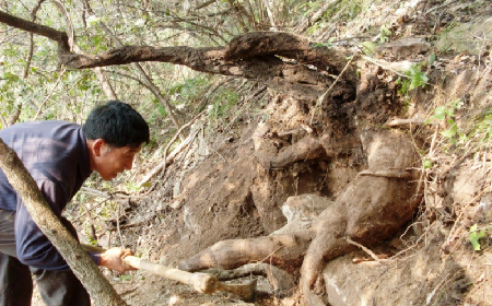 深山藏珍，二月風正在大量收購寒冬野生葛根