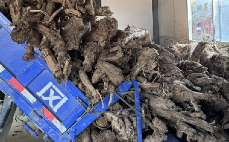 霜降采葛正當時！二月風大量收購霜降葛根，以匠心護品質、以產業(yè)助增收