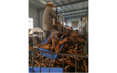 野生葛粉加工正當時，二月風匠心傳承好味道